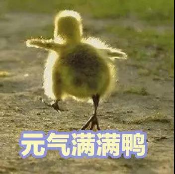 元气满满鸭表情包 元气满满鸭图片原图高清